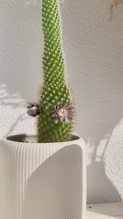 Lumânare de lux Dune Nude Essence – din ciment handmade